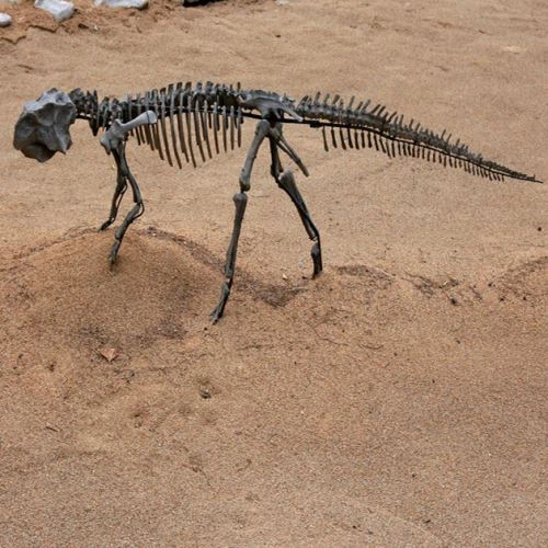 Dinosaur Skeleton Model