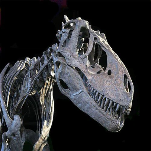 Replika Dinosaur Fossils