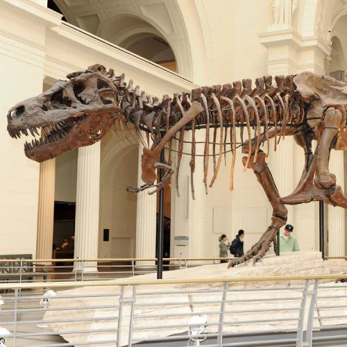 Dinosaurskelett av hög kvalitet